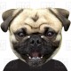 PUG DOG : A3 Size Card Face Mask