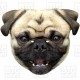 PUG DOG : A3 Size Card Face Mask